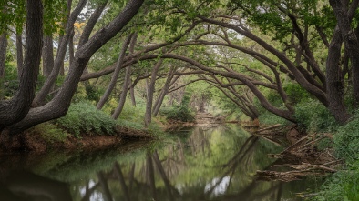 walnut creek